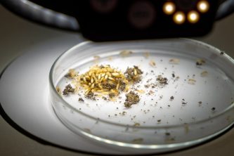 A colony of beetles on a petri dish for examination under Leica microscope, November 2021, San